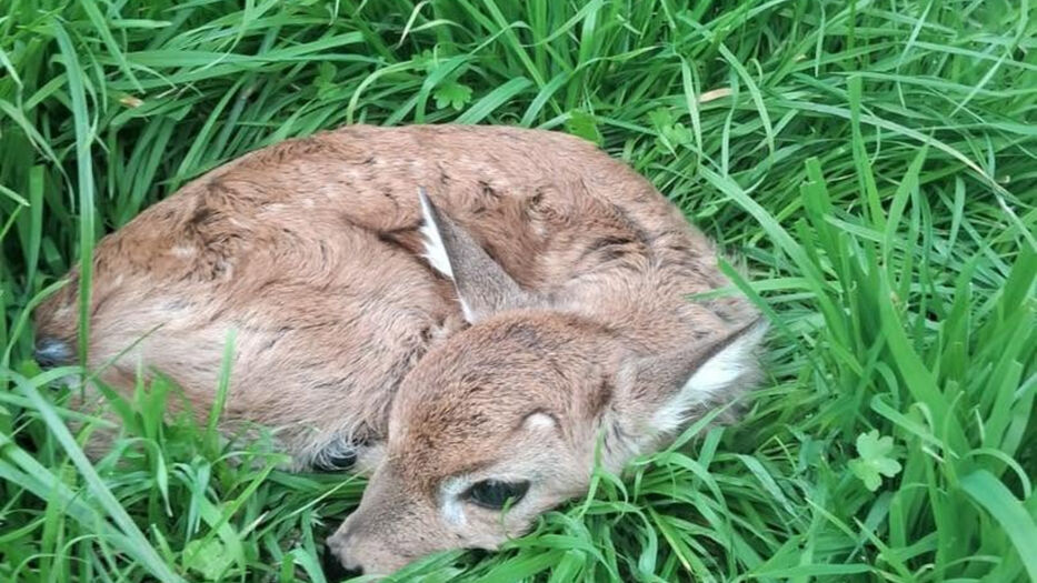 “Gran noticia para Uruguay”: nació un venado de campo, especie en peligro de extinción