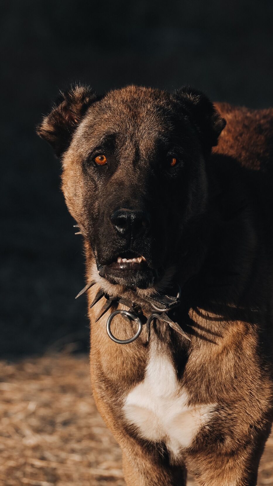 Mujer de 36 años repartía folletos, saltó un perro de una casa y le mordió la cabeza