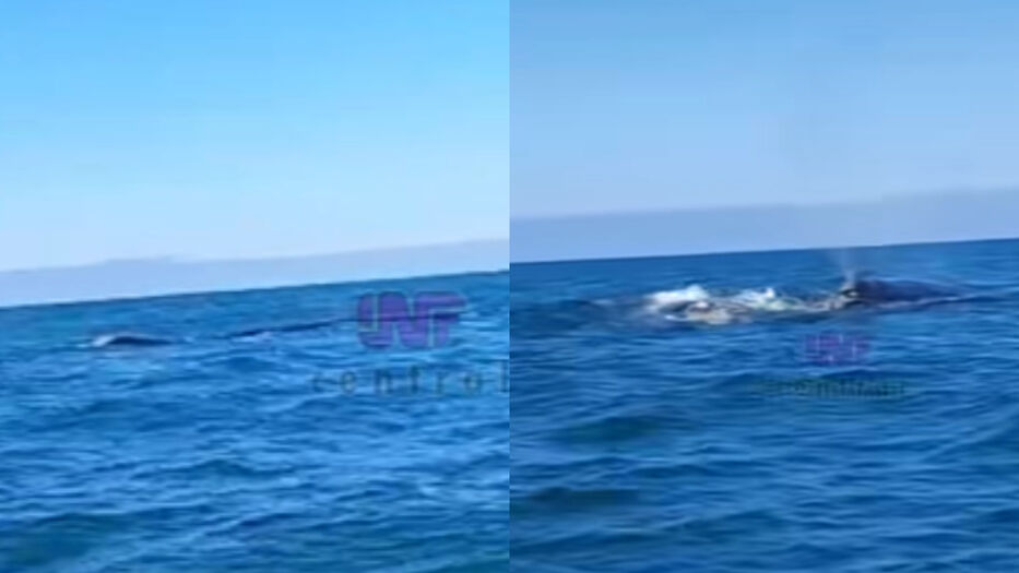 Pescadores registran ballena franca austral en Rocha: comenzó la temporada de avistamiento