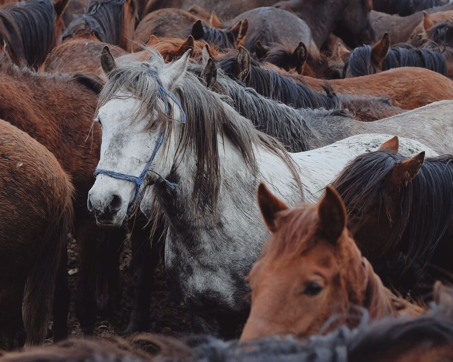 El MGAP no presentó trámite en plazo y Uruguay no puede exportar caballos a Europa