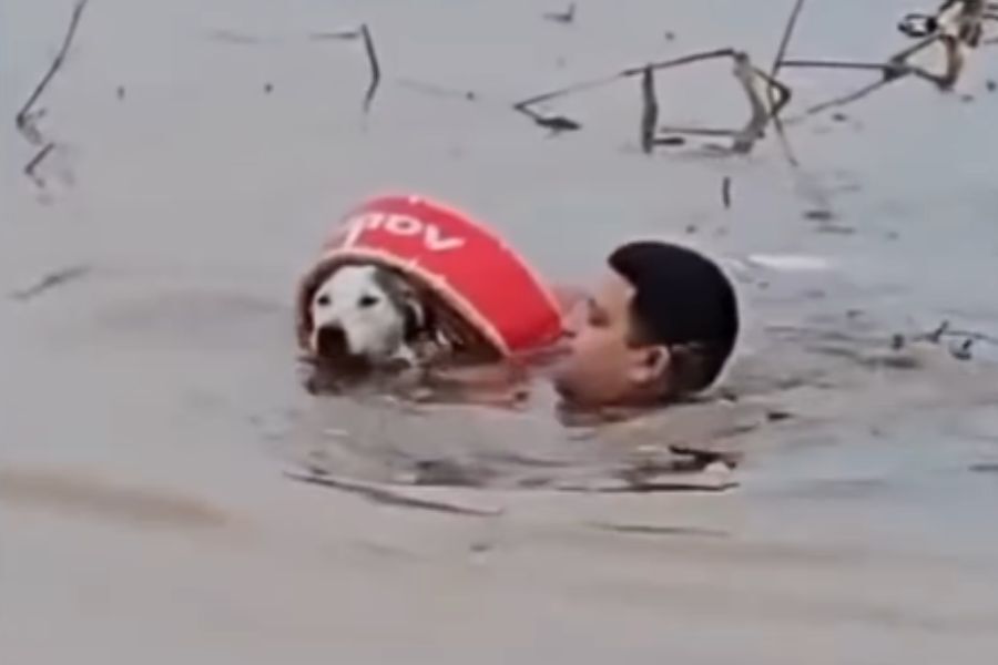 Se convirtió en héroe: un guardavidas rescató a un perro ante gran crecida del río Uruguay