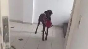 Un doberman suelto en el pasillo le impide salir a un vecino de su casa en Punta del Este