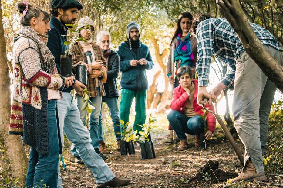 “La vedette del monte”: los secretos de la yerba que crece en Aiguá y su “genética local”
