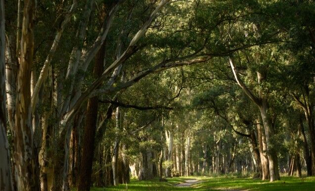 Parque Roosevelt suma nuevos espacios recreativos y refuerza su plan de reforestación