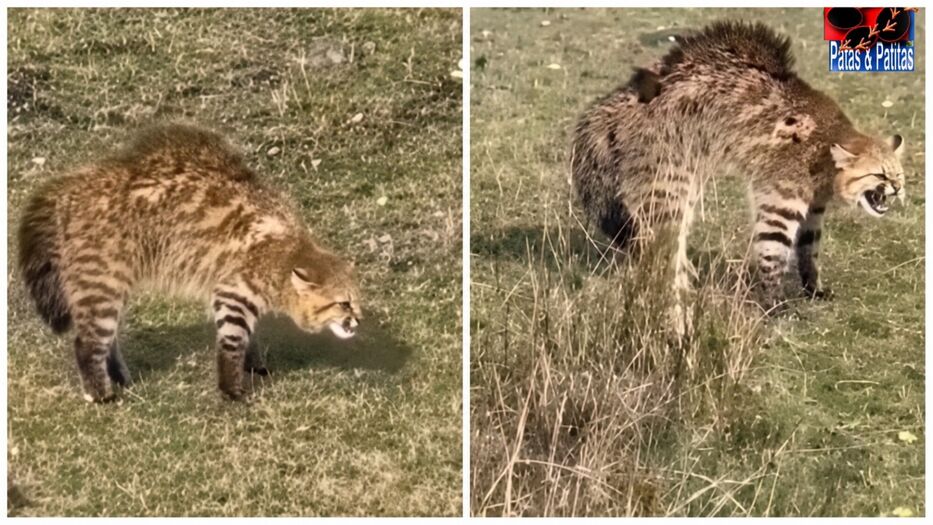 Encontraron en Paysandú un gato de pajonal, una especie en peligro de extinción desde 2020