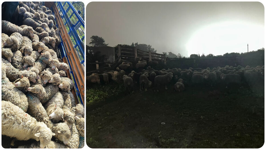 “Compraron” 80 ovejas por más de US$ 10.000, pero no enviaron el dinero; fueron detenidos