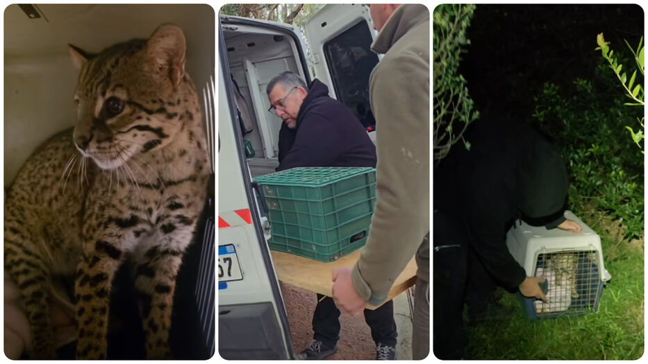 Alternatus rescató a un gato montés que había matado 10 gallinas en Punta Negra