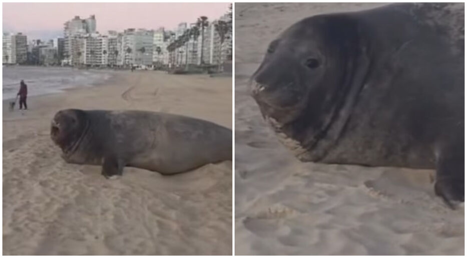 Nuevo en la ciudad: un elefante marino apareció en plena playa Pocitos
