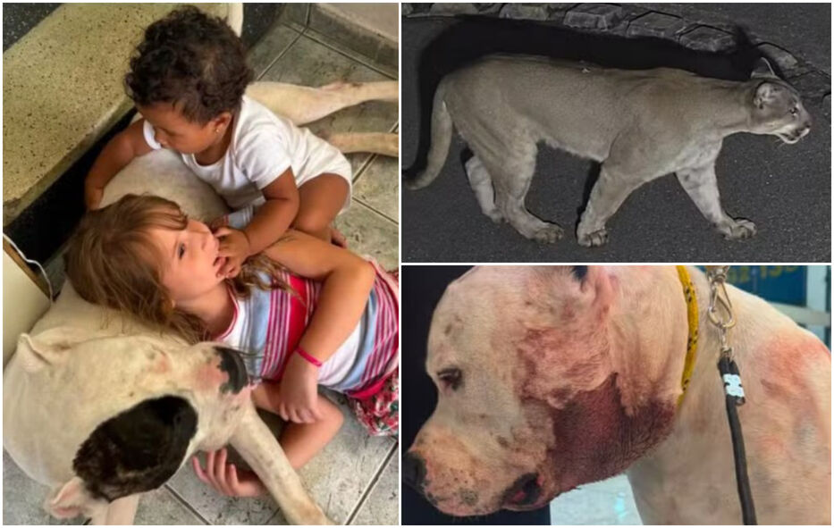 “Pudo ser una tragedia”: puma entró en casa de una familia y su perro lo enfrentó