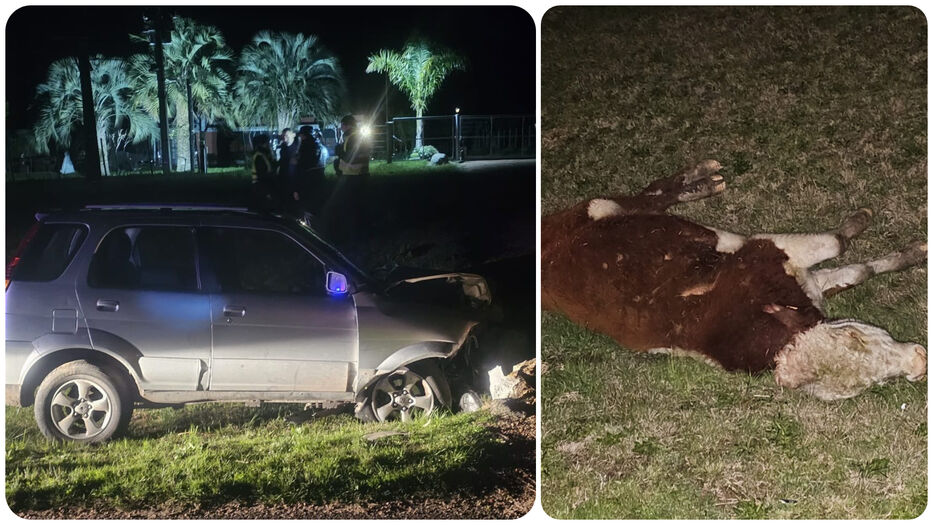 Maldonado: hombre manejaba por la ruta, chocó a una vaca suelta, despistó y murió