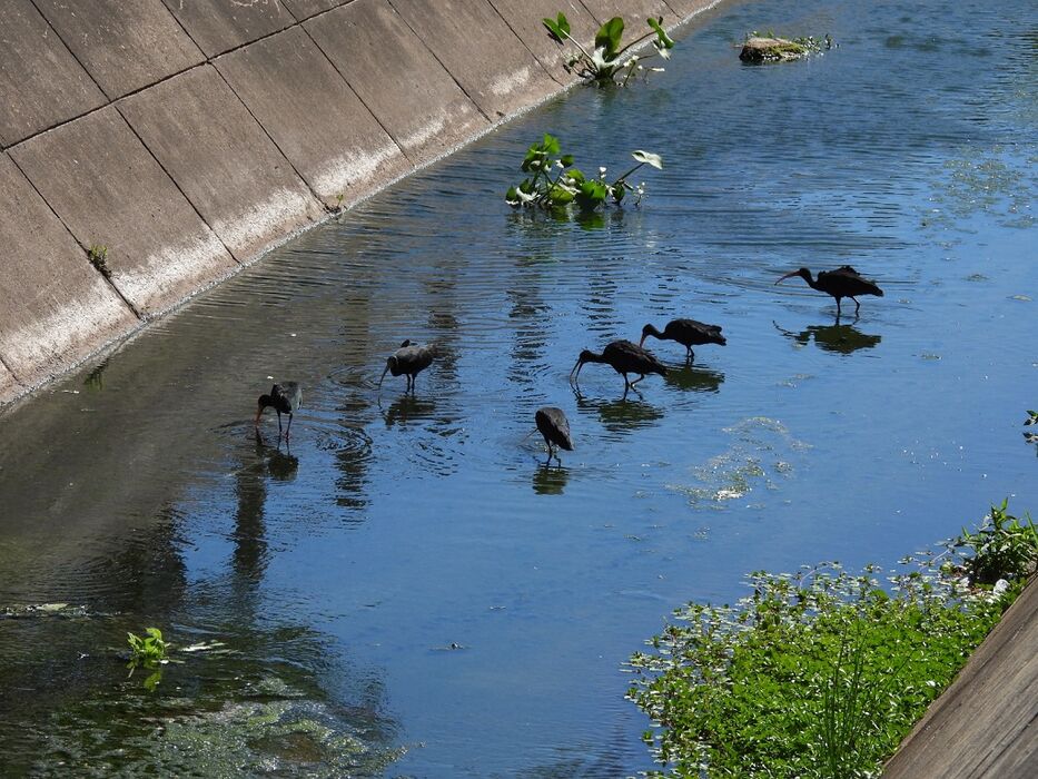 El sonido del agua.
