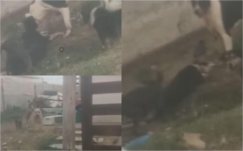 Piden ayuda para encontrar dueño que dejó perros abandonados y se están comiendo entre sí