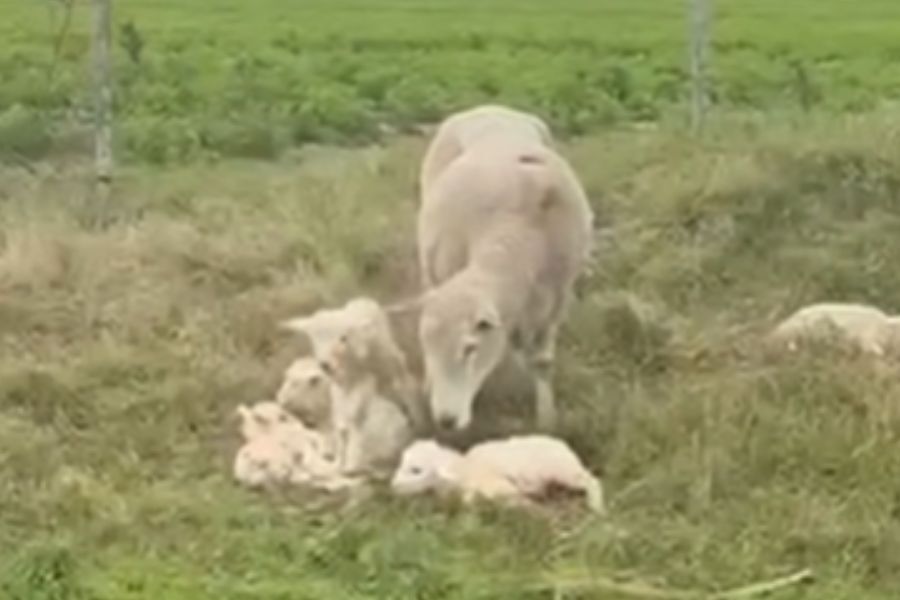 Inusual: una oveja parió quintillizos en Paysandú y causó sorpresa entre los productores