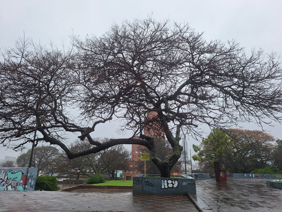 El ibirapitá en la plaza Bella Vista de Paysandú. Foto: Pedro Dutour.
