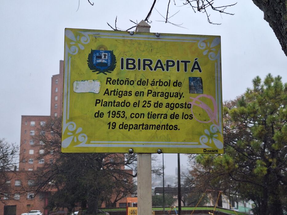 El ibirapitá en la plaza Bella Vista de Paysandú. Foto: Pedro Dutour.