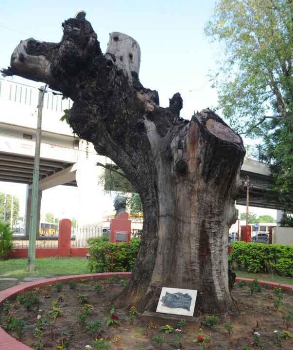 De Paysandú a Asunción, el retoño del ibirapitá del prócer que quiere conservar historia