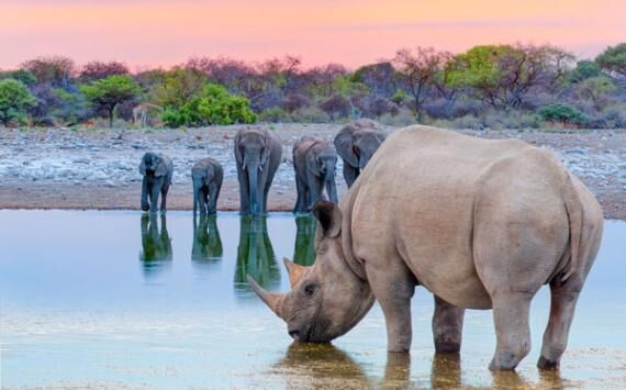 Los megaherbívoros africanos desaparecieron por su incapacidad para formar especies nuevas