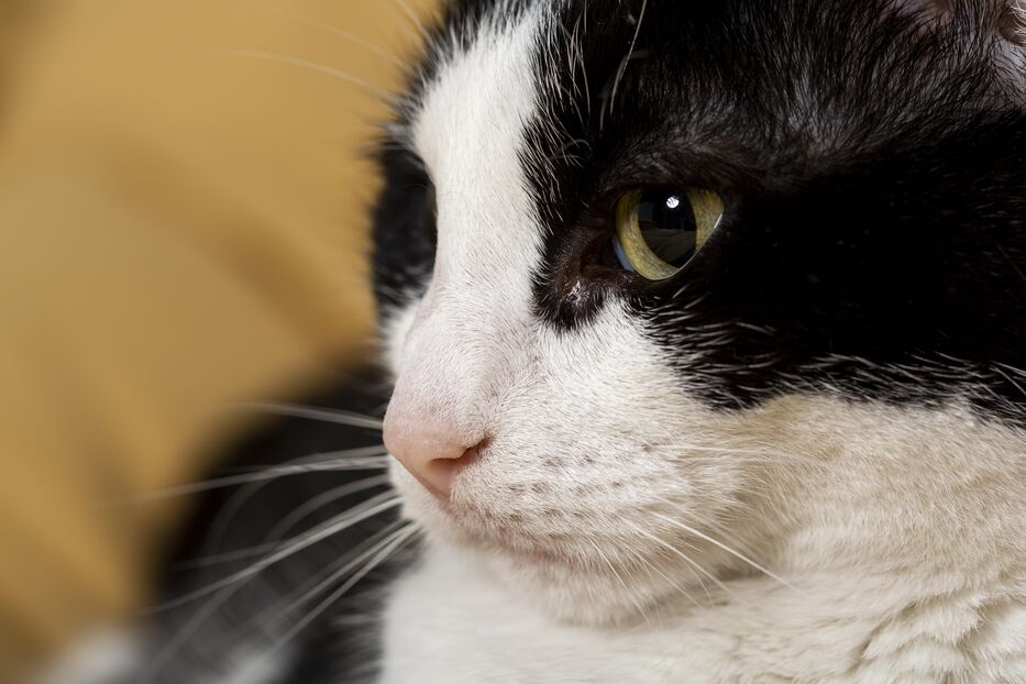 ¿Cómo saber si tu gato está enojado? Las señales que conviene aprender a reconocer