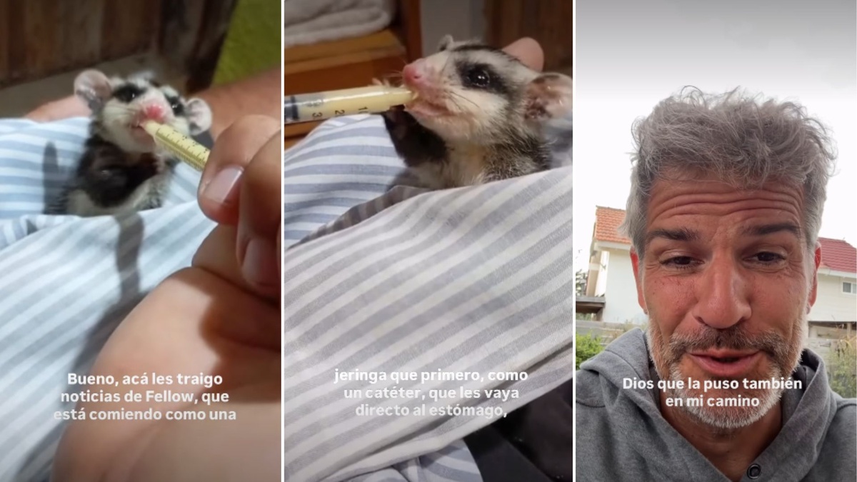 Patricio Giménez contó cómo sigue la bebé comadreja que rescató en la ruta: “Fenomenal”
