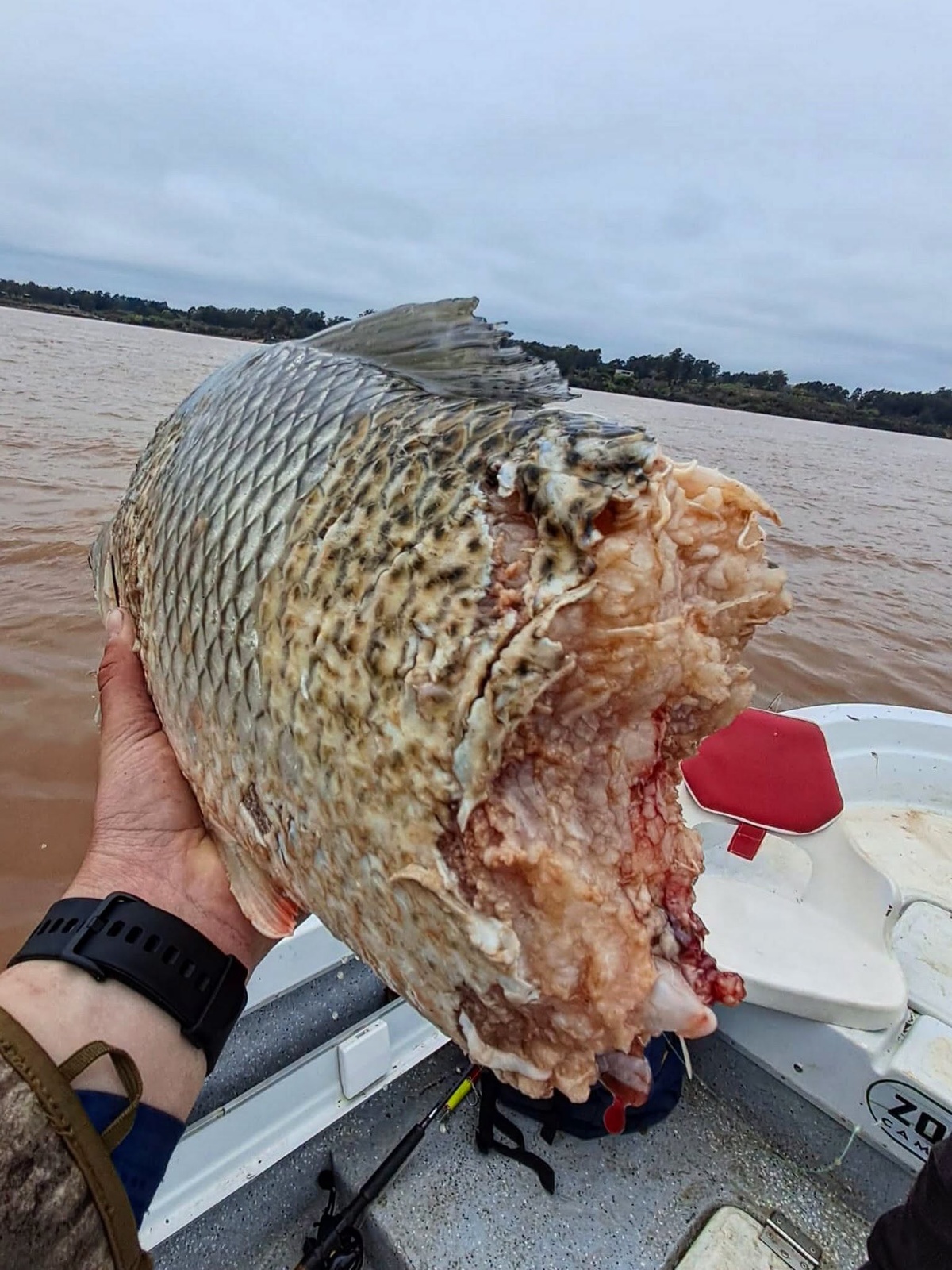 ¿El monstruo del río Uruguay? Hallazgo de pez depredado se viraliza y dispara fantasías