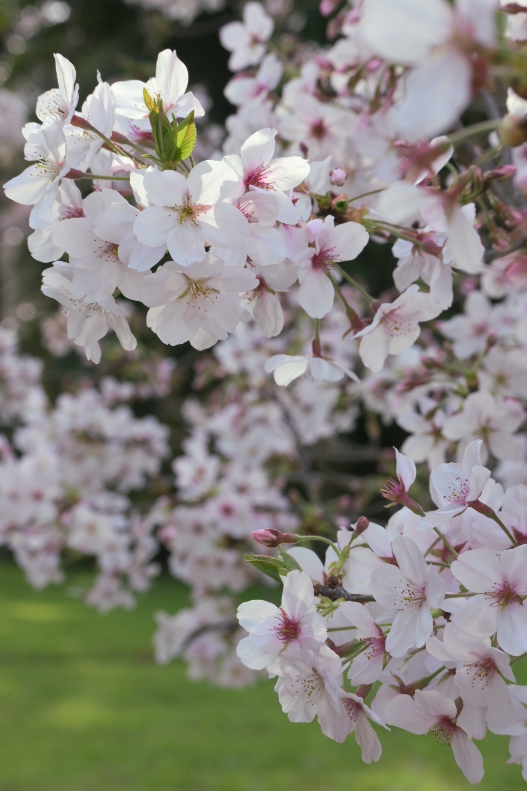 El Prado tendrá 50 cerezos japoneses: plantarán un sakura en la Quinta Storace