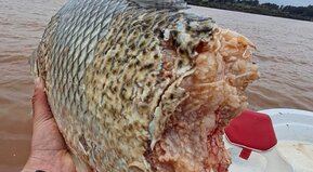 Me escama