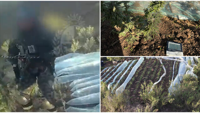 La Policía incautó 355 plantas de marihuana, una escopeta y “sustancia vegetal” en Rivera