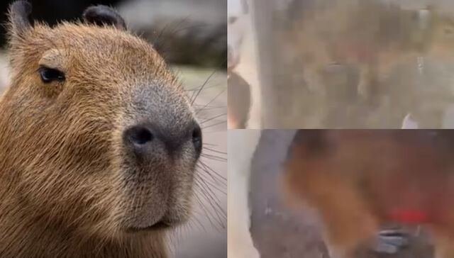 No es mascota