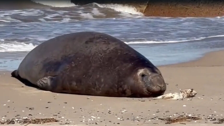 Descansando y al rayo del sol: apareció un elefante marino en La Floresta, Canelones