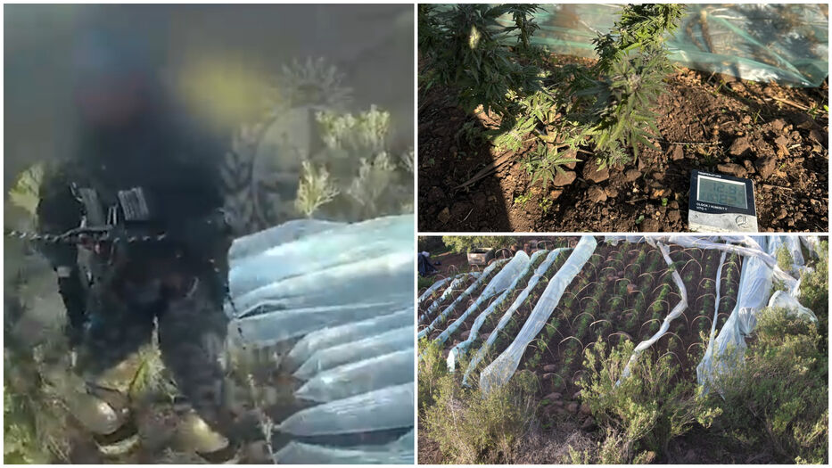 La Policía incautó 355 plantas de marihuana, una escopeta y “sustancia vegetal” en Rivera