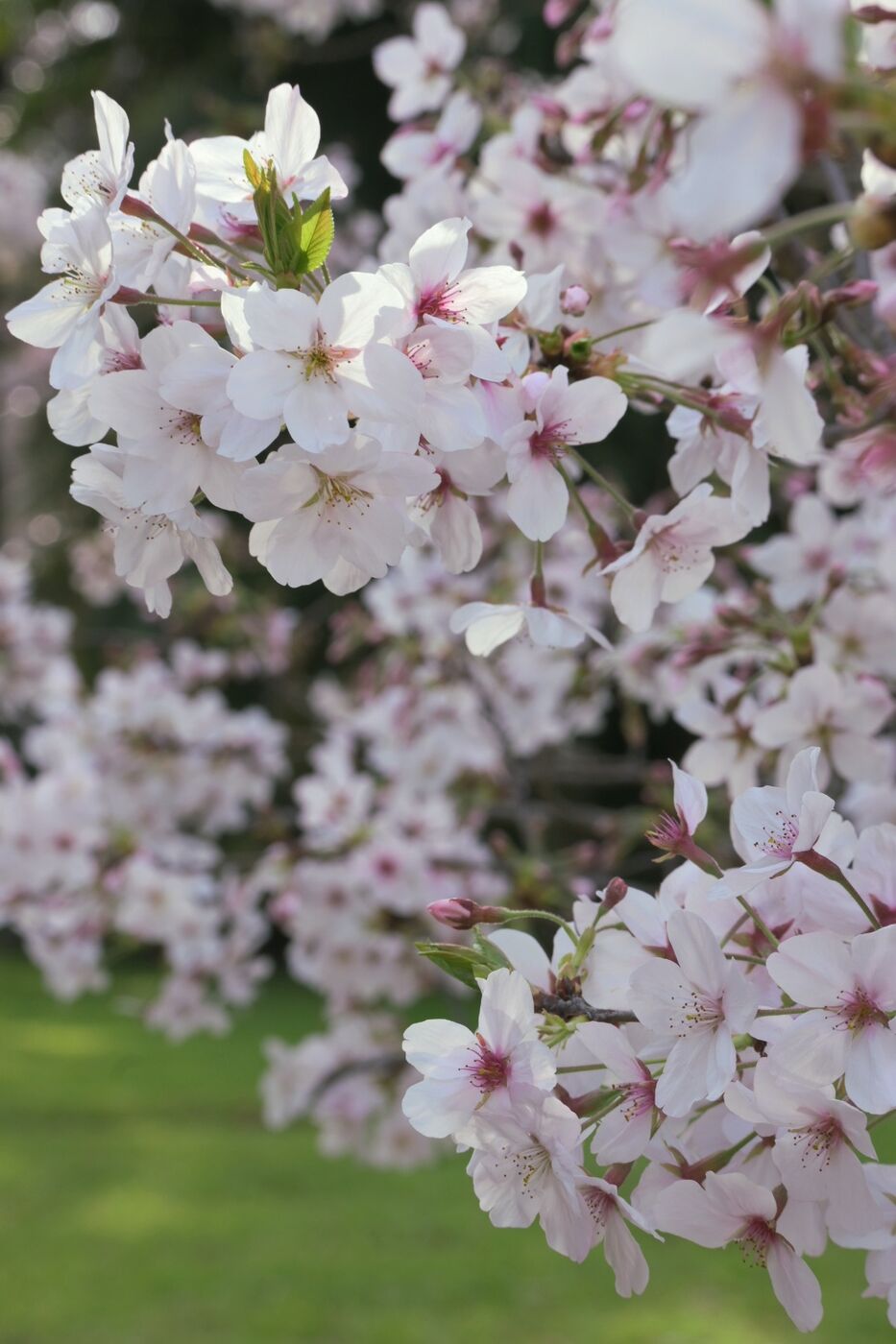 El Prado tendrá 50 cerezos japoneses: plantarán un sakura en la Quinta Storace