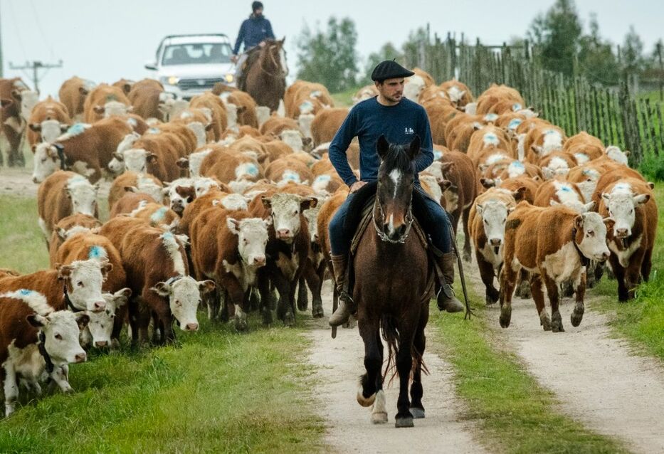 Uruguay probará alambrados virtuales para manejar ganado con GPS desde una aplicación