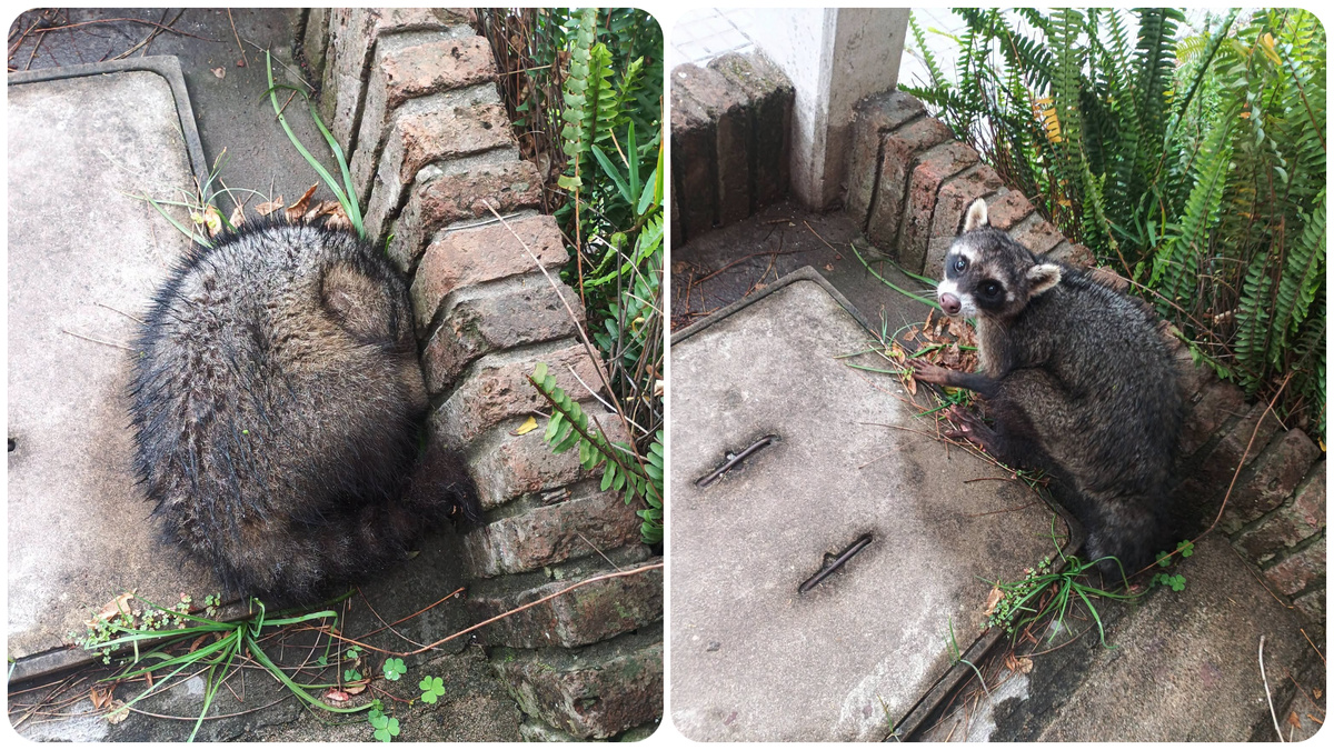 Encontraron un mapache herido en Mercedes y lo trasladaron al zoológico de Mauá
