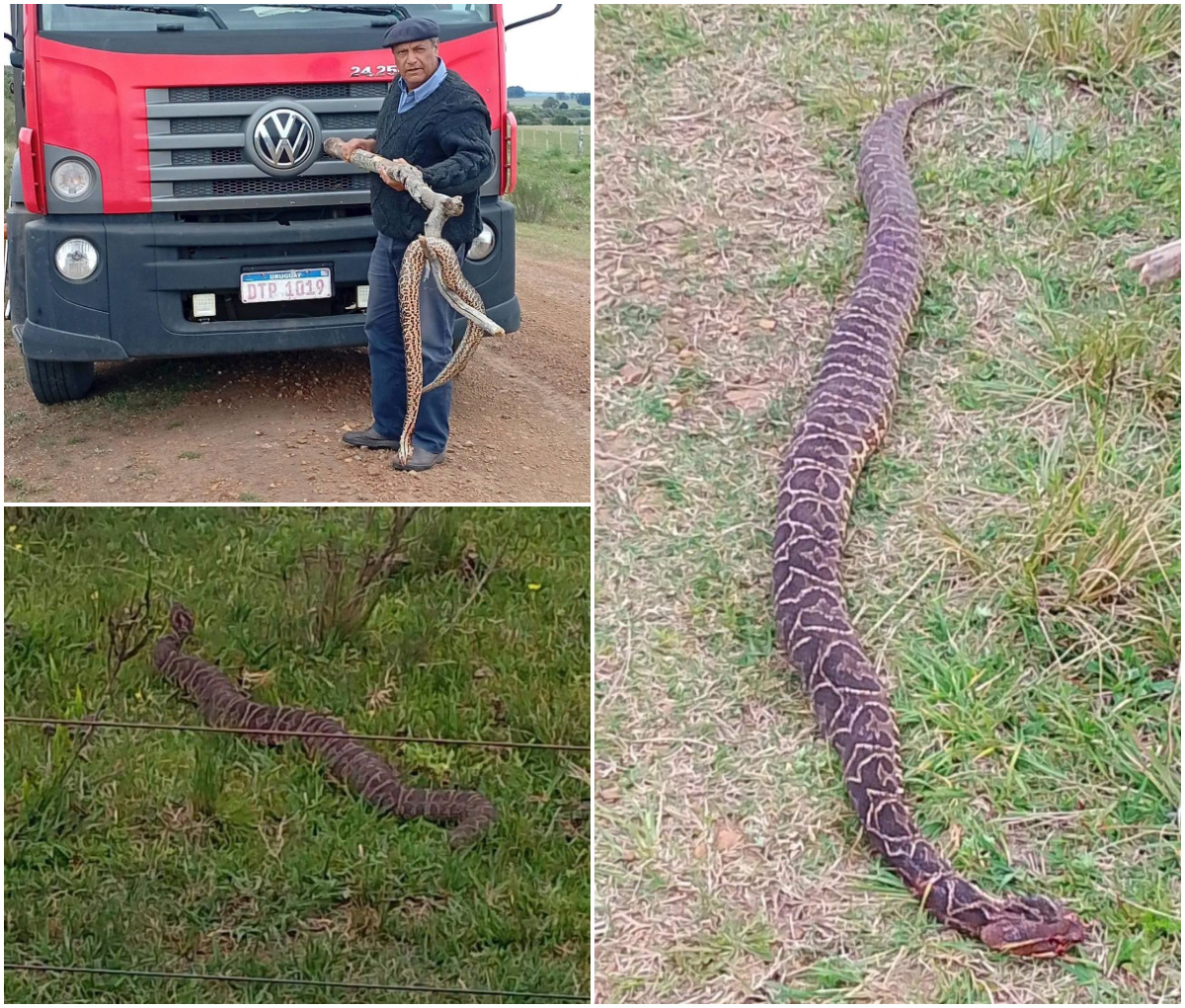 Mujer encontró colosal serpiente venenosa en Cerro Largo y un hombre se animó a acercarse