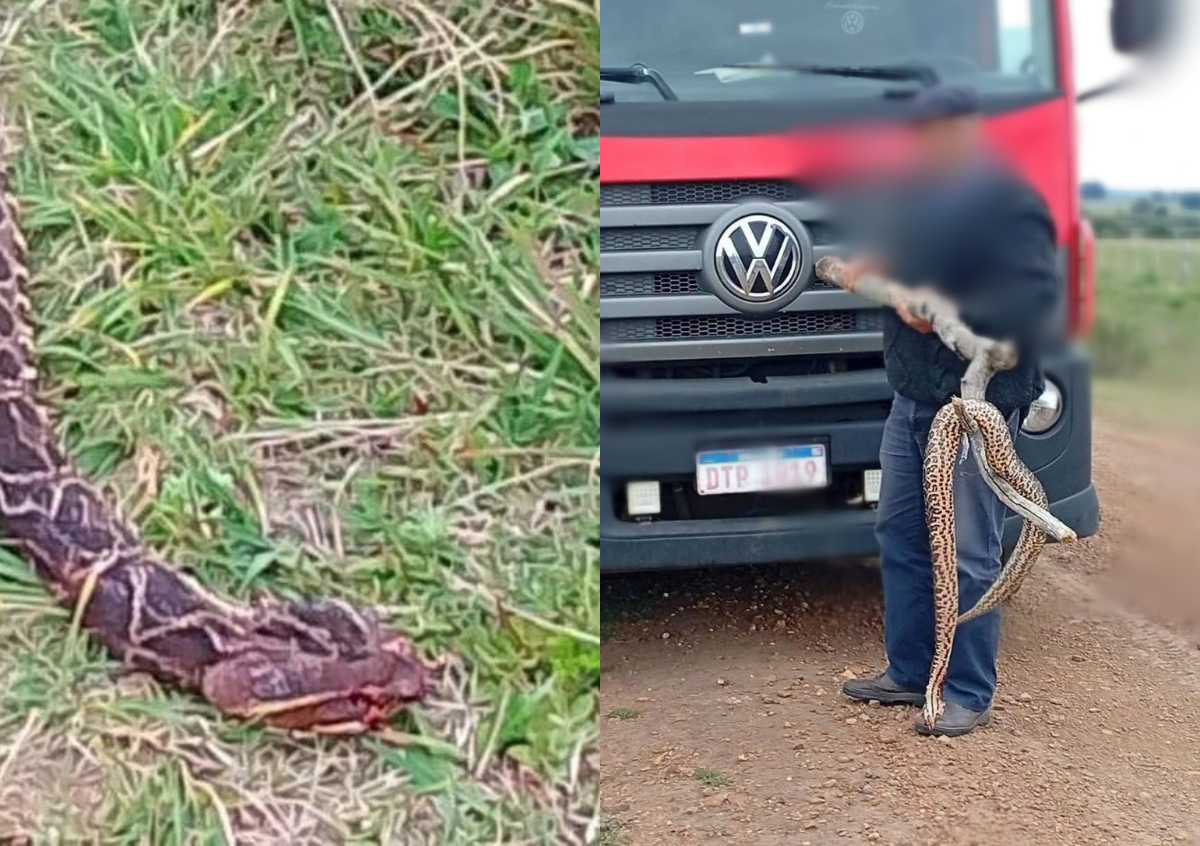 Ira y temor por la serpiente gigante en Cerro Largo: revelan el triste final del animal