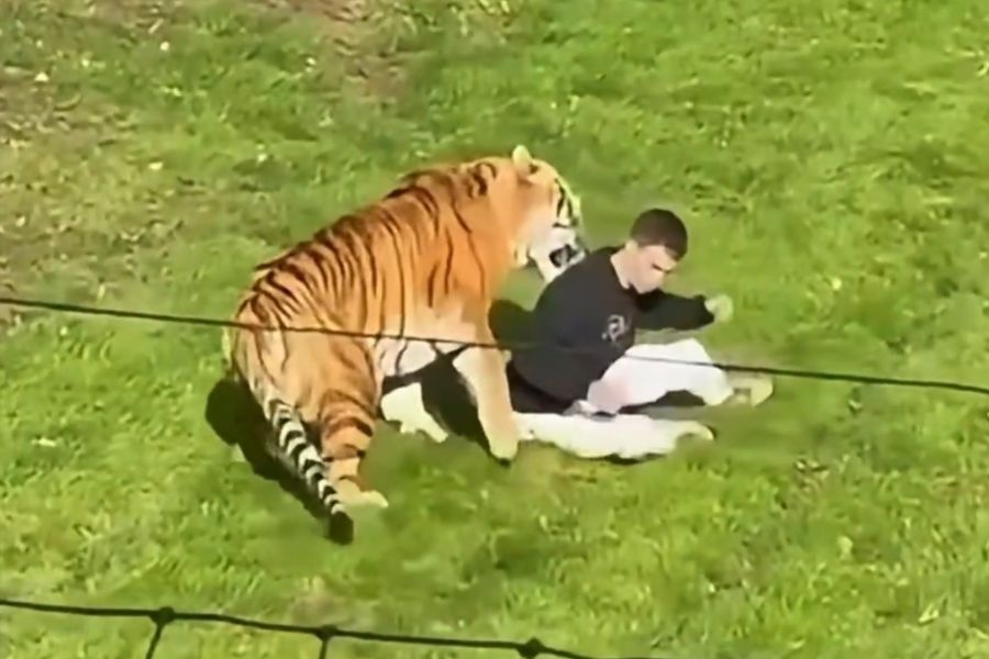 Un hombre murió atacado por un tigre luego de entrar a su jaula en un zoológico inglés