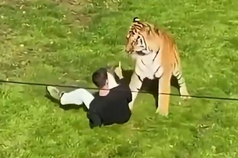 Zoológico británico decidió no sacrificar al tigre que mató a un visitante