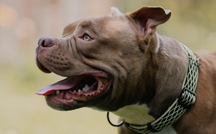 Mujer de 71 años fue atacada por un pitbull en Salto, que le provocó una fractura expuesta