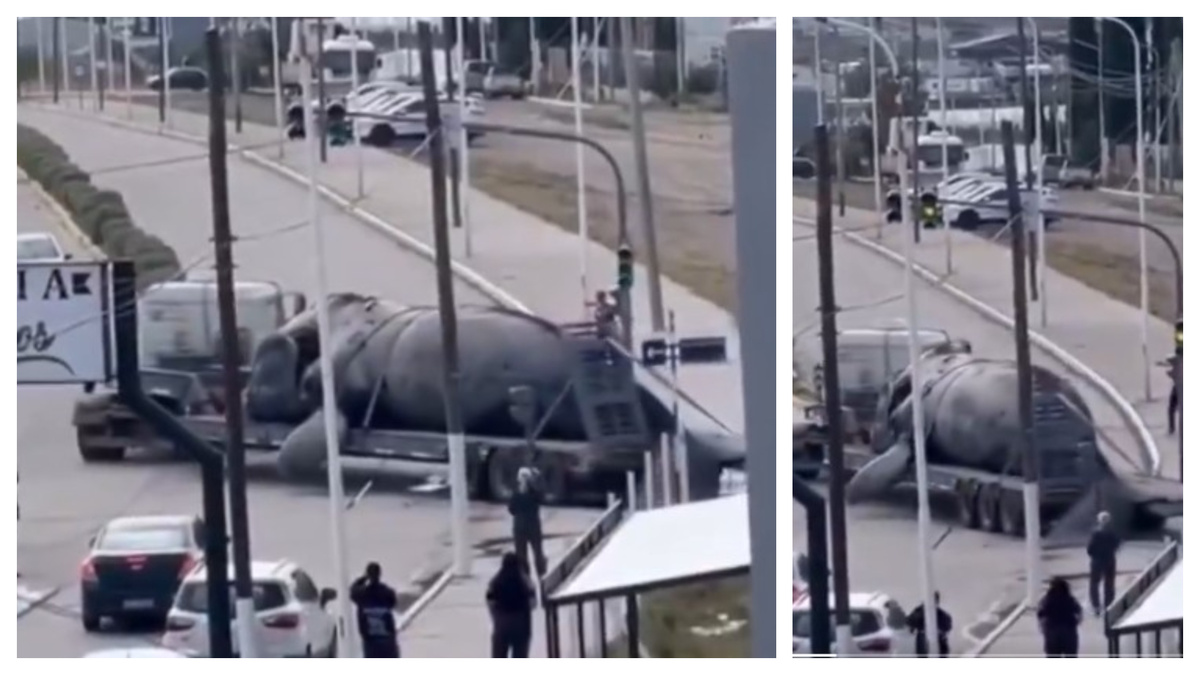 Aparecieron cinco ballenas muertas en Puerto Madryn en menos de 48 horas: las hipótesis