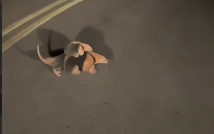 La tierna imagen de una tamanduá junto a sus crías y la advertencia a los conductores