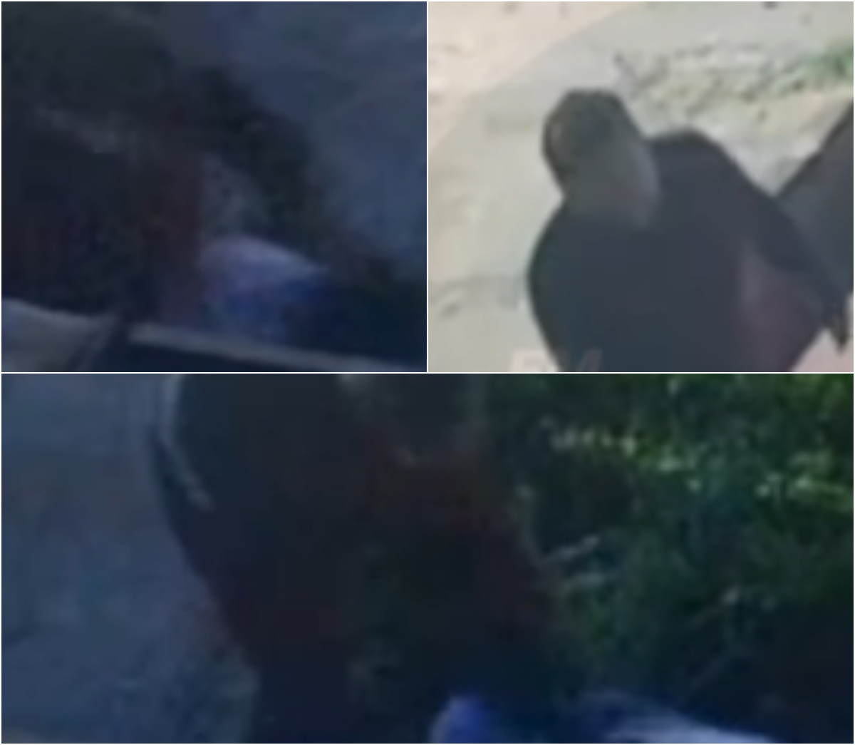 Brutal ataque en San Carlos: un hombre fue grabado mientras agredía y amenazaba a su madre