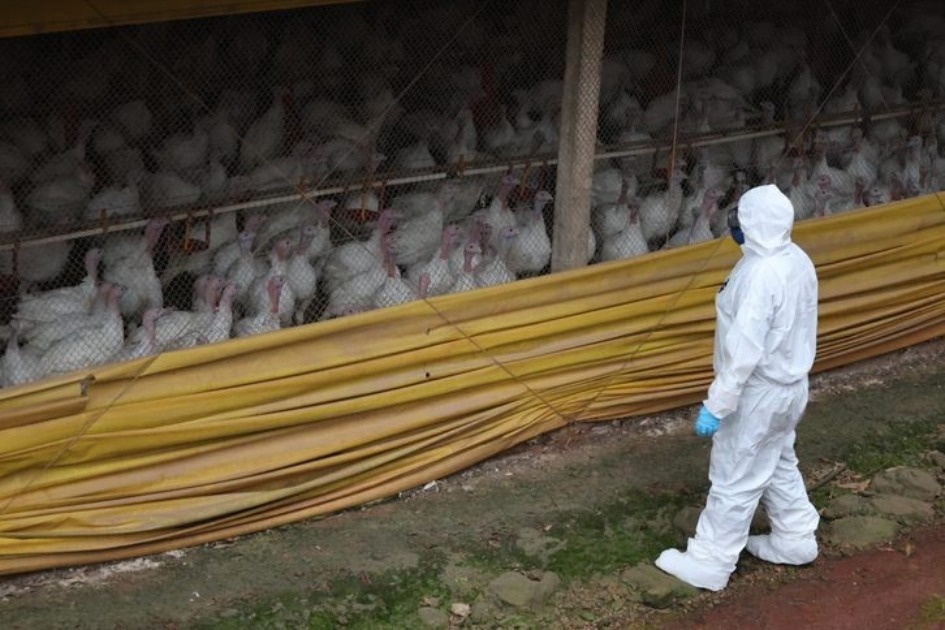 Uruguay suspendió ingreso de aves y productos de Brasil por foco de enfermedad Newcastle