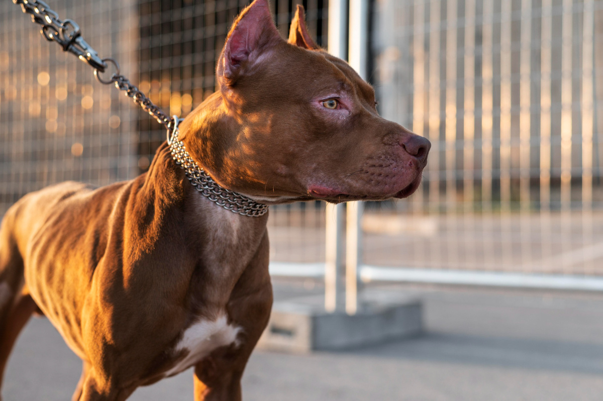 Perros peligrosos: por qué los médicos piden restringir algunas razas en Uruguay
