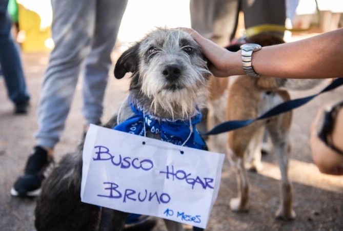 Jornada de adopción de animales en el parque Rodó el 7 de noviembre