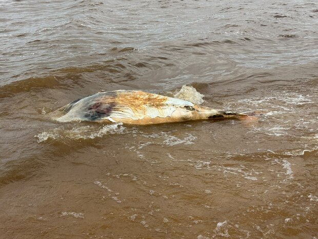 Carmelo: hallaron un cetáceo muerto en Playa Seré durante un patrullaje de rutina