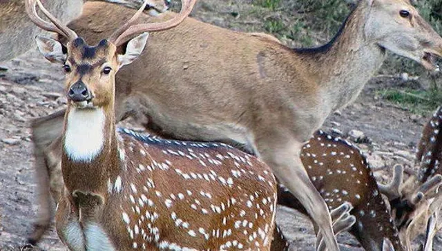 Protección animal