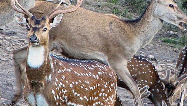 Protección animal