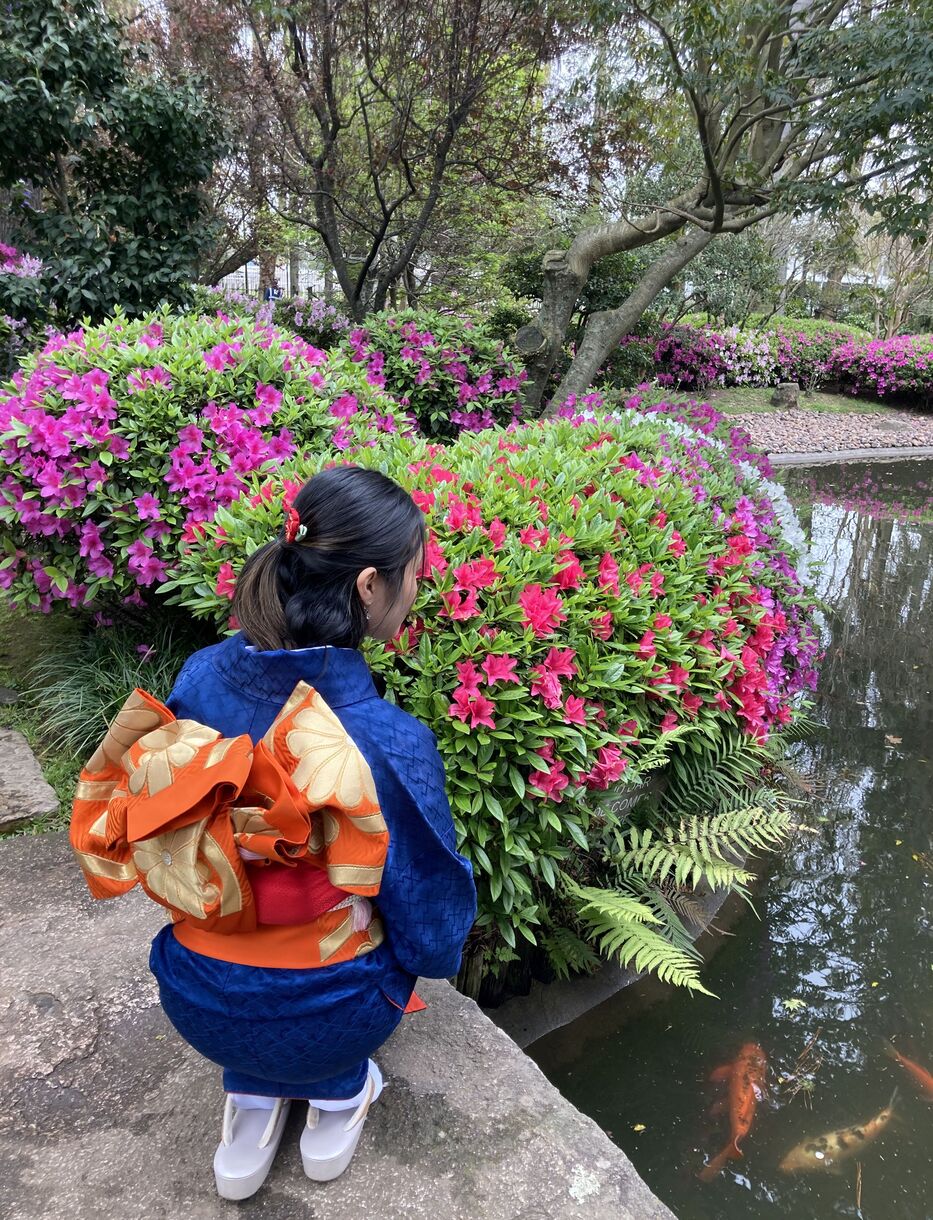 Montevideo tendrá nuevos cerezos japoneses y una exposición dedicada al kimono