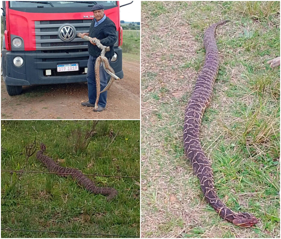 Mujer encontró colosal serpiente venenosa en Cerro Largo y un hombre se animó a acercarse