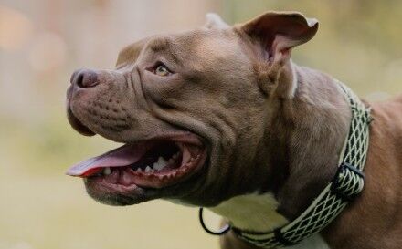 Aplicaron la eutanasia al pitbull que atacó y mató a la mujer de 71 años en Salto